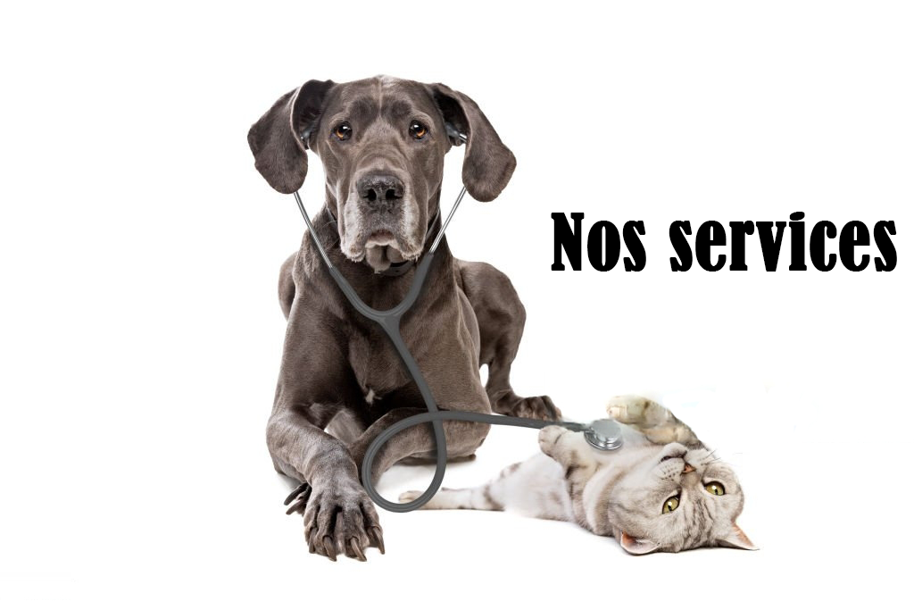 Chirurgie vétérinaire à Petite-Nation